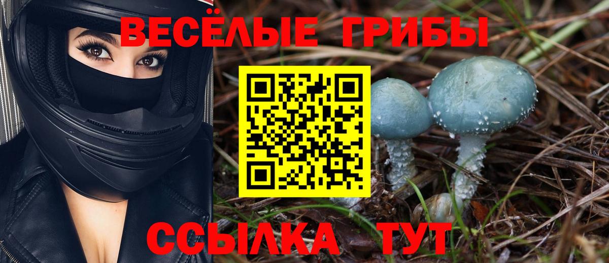 Псилоцибиновые грибы Psilocybe Ярцево